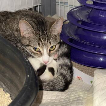 Percy 2 -  Domestic Short Hair Cat for Adoption - Percy 2 | PetCurious