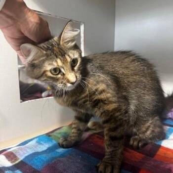 Mavis -  Torbie Cat for Adoption in Hutchinson, Minnesota - Mavis | PetCurious