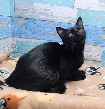 Rescue Domestic Short Hair Cats for Adoption in Washington Court House, Ohio - Oreo | PetCurious