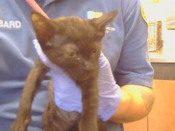 WHITNEY -  Domestic Short Hair Cat for Adoption in Sacramento, California - WHITNEY | PetCurious