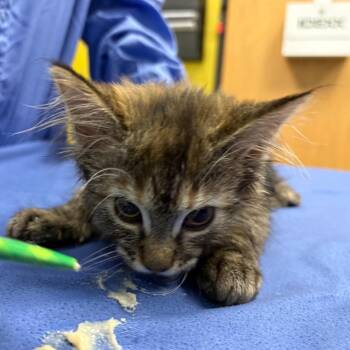 Rock -  Domestic Short Hair Cat for Adoption in Keizer, Oregon - Rock | PetCurious