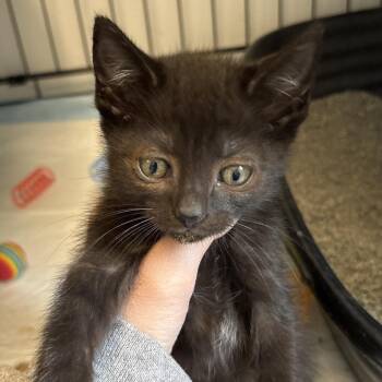 Cove -  Domestic Short Hair Cat for Adoption in Naperville, Illinois - Cove | PetCurious