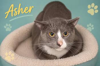 Asher (FCID# 07/08/2026 - 57 Trainer) -  Domestic Short Hair Cat for Adoption in Greenville, Delaware - Asher (FCID# 07/08/2026 - 57 Trainer) | PetCurious