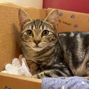Mooby -  Domestic Short Hair Cat for Adoption in Abbotsford, British Columbia - Mooby | PetCurious