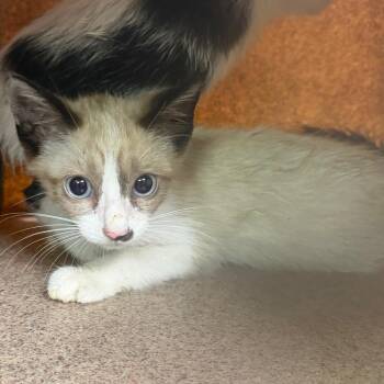 Tabitha -  Domestic Short Hair Cat for Adoption in Birmingham, Alabama - Tabitha | PetCurious