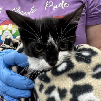 Krait -  Domestic Short Hair Cat for Adoption in Evansville, Indiana - Krait | PetCurious
