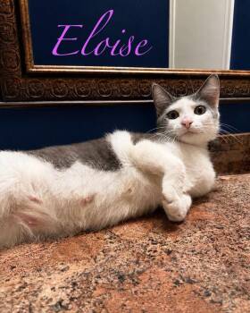 Eloise -  Domestic Short Hair Cat for Adoption in Hazlet, New Jersey - Eloise | PetCurious