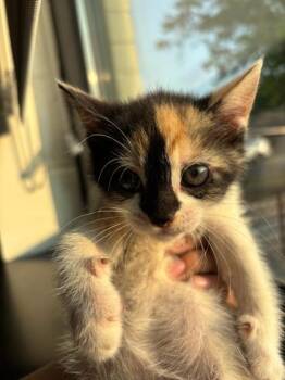 Flomili -  Domestic Short Hair Cat for Adoption in West Chester, Pennsylvania - Flomili | PetCurious