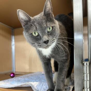 Domestic Short Hair Cats Available for Adoption - Sprite | PetCurious