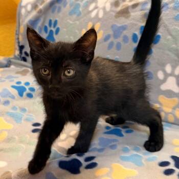 Bixby -  Domestic Medium Hair Cat for Adoption in Lewisville, Texas - Bixby | PetCurious