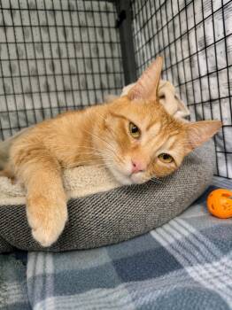 Domestic Short Hair Cats Available for Adoption in Grants Pass, Oregon - Thomas | PetCurious