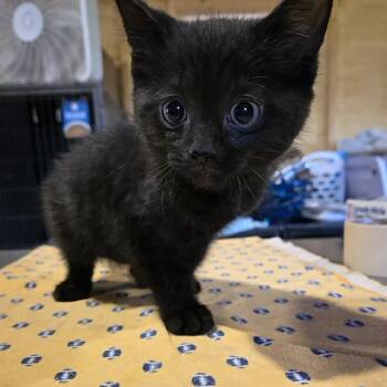 Pawblo Purrcasso -  Domestic Medium Hair Cat for Adoption in Park Falls, Wisconsin - Pawblo Purrcasso | PetCurious