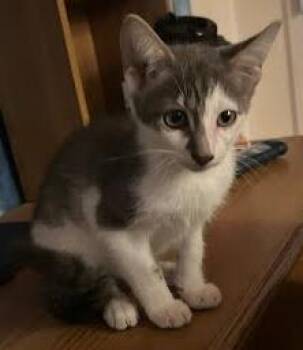 Rescue Domestic Short Hair Cats for Adoption in Columbia, South Carolina - Rumi | PetCurious