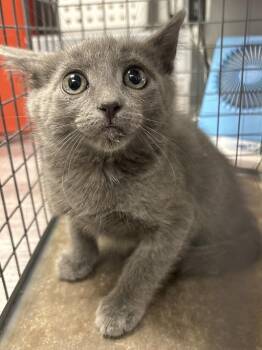 MOUSSE -  Domestic Short Hair Cat for Adoption in Las Vegas, Nevada - MOUSSE | PetCurious