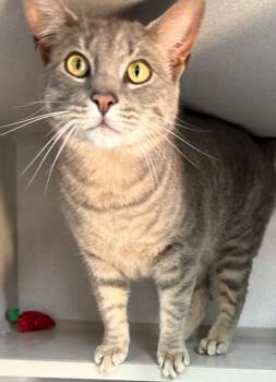 Domestic Short Hair Cats Available for Adoption in Greencastle, Indiana - Chi Chi | PetCurious