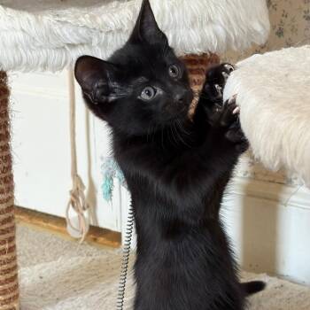Olive -  Tuxedo Cat for Adoption in Central Falls, Rhode Island - Olive | PetCurious