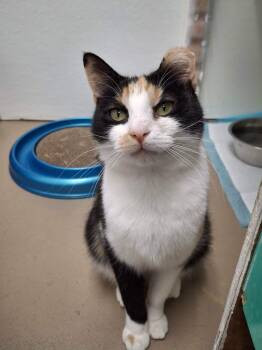 Zoey AND Chloe -  Domestic Short Hair Cat for Adoption in Rochester, New Hampshire - Zoey AND Chloe | PetCurious