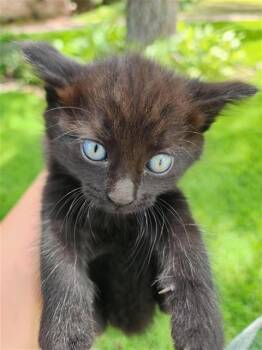 SPICE -  Domestic Short Hair Cat for Adoption in Houston, Texas - SPICE | PetCurious