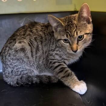 Bola -  Domestic Short Hair Cat for Adoption in Nashville, Tennessee - Bola | PetCurious