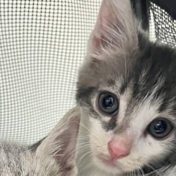 Mica -  Domestic Short Hair Cat for Adoption in Philadelphia, Pennsylvania - Mica | PetCurious