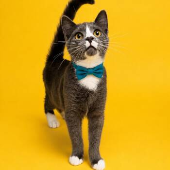 Barnaby -  Domestic Short Hair Cat for Adoption in Binghamton, New York - Barnaby | PetCurious