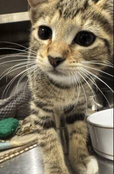 Babette -  Domestic Short Hair Cat for Adoption in Hilton Head Island, South Carolina - Babette | PetCurious