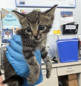 POPCORN -  Domestic Short Hair Cat for Adoption in Dallas, Texas - POPCORN | PetCurious