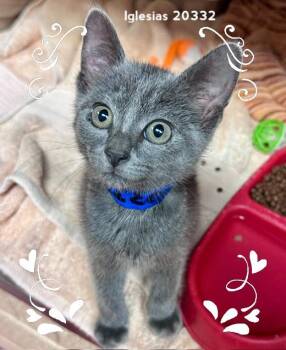IGLESIAS -  Domestic Short Hair Cat for Adoption in Marietta, Georgia - IGLESIAS | PetCurious