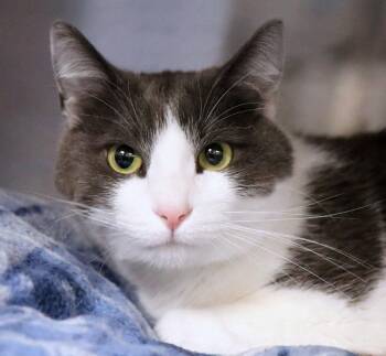 Domestic Short Hair Cats Available for Adoption in Kansas City, Kansas - Limonada (AO36389) | PetCurious