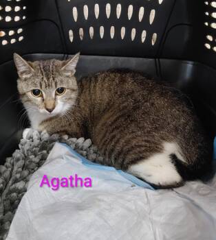 Agatha -  Domestic Short Hair Cat for Adoption in Shawnee, Kansas - Agatha | PetCurious