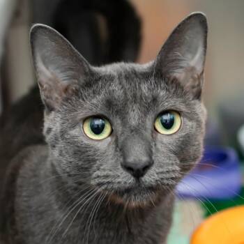 Tom -  Russian Blue and Domestic Short Hair Cat for Adoption in Middletown, Rhode Island - Tom | PetCurious