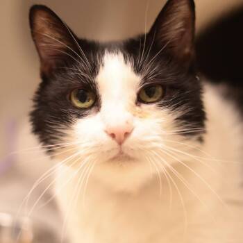 Link -  Domestic Short Hair Cat for Adoption in Philadelphia, Pennsylvania - Link | PetCurious