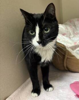 Domestic Short Hair Cats Available for Adoption in New Hope, Pennsylvania - Estelle | PetCurious