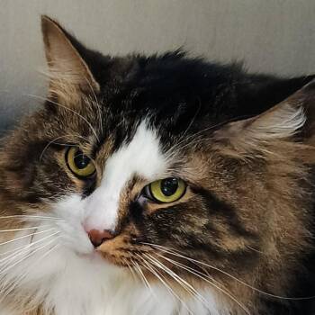 Galaxy -  Domestic Long Hair Cat for Adoption in Palestine, Texas - Galaxy | PetCurious