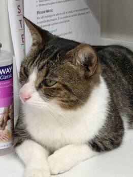 Rescue Domestic Short Hair Cats for Adoption in Stafford, Virginia - Rose | PetCurious