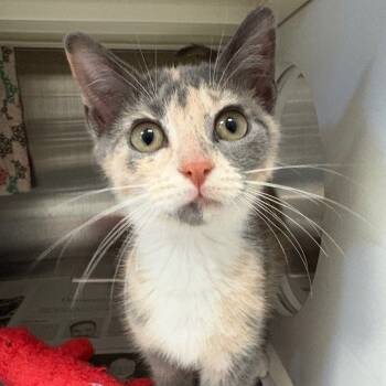 Rescue Domestic Short Hair Cats for Adoption in Hendersonville, North Carolina - Tamera | PetCurious