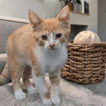 Domestic Short Hair Cats Available for Adoption in Fort Worth, Texas - Pico De Gallo | PetCurious