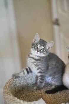 Blue -  Russian Blue Cat for Adoption in Falmouth, Maine - Blue | PetCurious