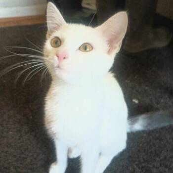 Beezus -  Domestic Short Hair Cat for Adoption in Canal Winchester, Ohio - Beezus | PetCurious