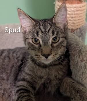 Spud -  Domestic Short Hair Cat for Adoption in Spring Brook, New York - Spud | PetCurious