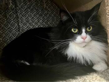 Rescue Domestic Long Hair Cats for Adoption in Coalhurst, Alberta - Jasmine | PetCurious