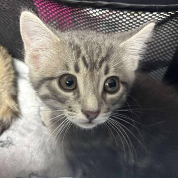 Rescue Domestic Short Hair Cats for Adoption in Wichita, Kansas - Thomas | PetCurious