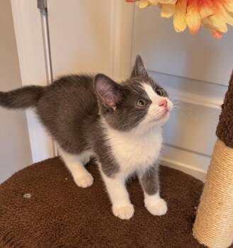 Debbie -  Domestic Short Hair Cat for Adoption in Wyandotte, Michigan - Debbie | PetCurious