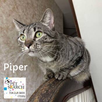 Rescue Domestic Short Hair Cats for Adoption in Washington, Pennsylvania - Piper | PetCurious
