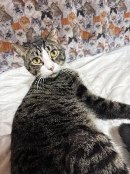 Fancy Frank -  Domestic Short Hair Cat for Adoption in Jackson, Georgia - Fancy Frank | PetCurious