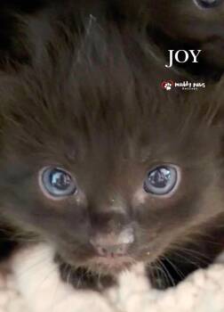 Storm Survivors:  Joy aka Sunny -  Domestic Short Hair Cat for Adoption in Council Bluffs, Iowa - Storm Survivors:  Joy Aka Sunny | PetCurious