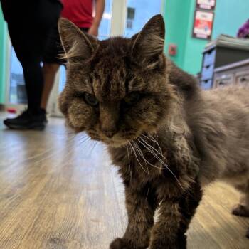 Schnitzel -  Domestic Long Hair Cat for Adoption in Hinesville, Georgia - Schnitzel | PetCurious