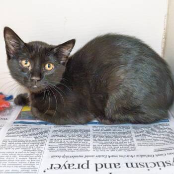 Comet -  Domestic Short Hair Cat for Adoption in South Elgin, Illinois - Comet | PetCurious