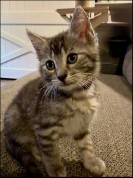 Domestic Short Hair Cats Available for Adoption in West Palm Beach, Florida - Anastasia | PetCurious