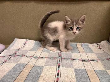 A553282 -  Domestic Short Hair Cat for Adoption in Moreno Valley, California - A553282 | PetCurious